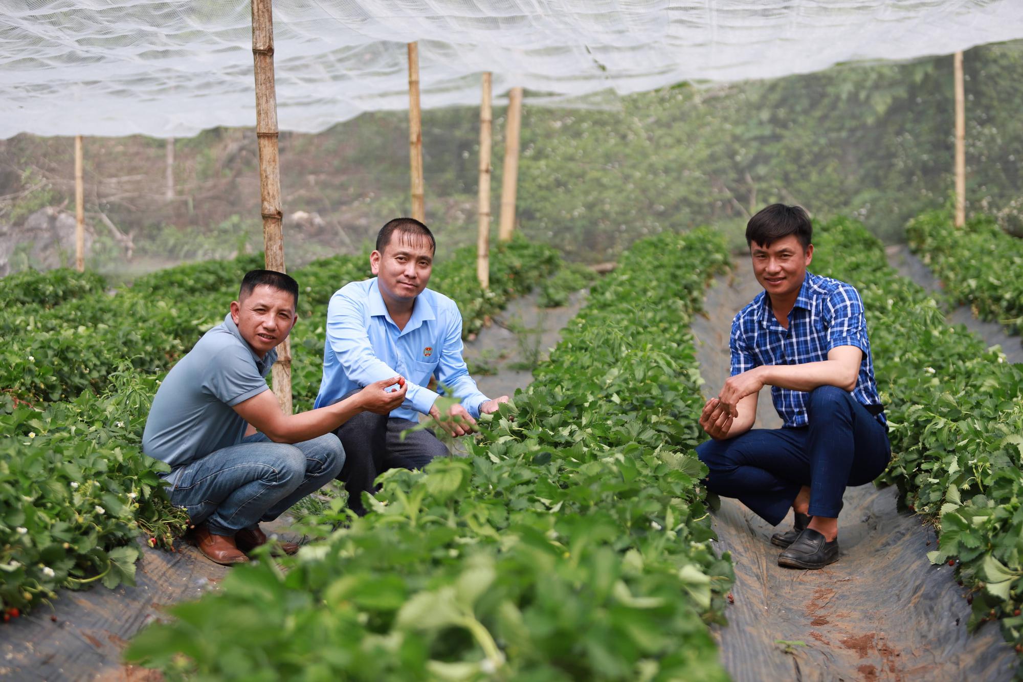 Tâm tư, kiến nghị gửi Thủ tướng: Chàng trai người Thái trồng dâu tây lãi 800 triệu đồng/vụ mong được vay vốn dễ dàng - Ảnh 2.