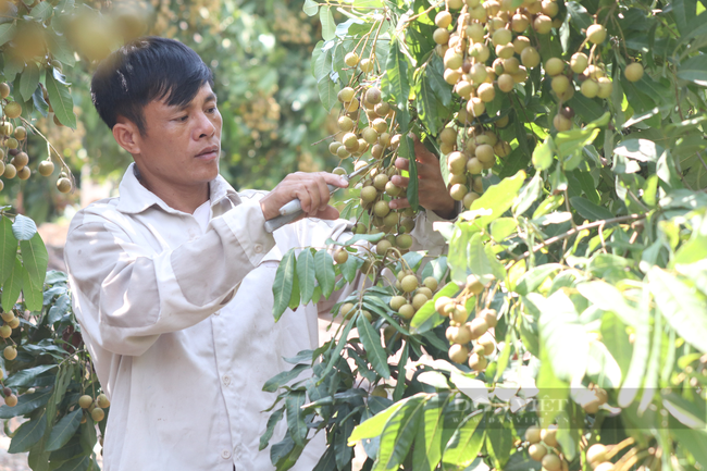 Bộ trưởng Bộ Công thương Nguyễn Hồng Diên: Thay đổi tư duy xuất khẩu nông sản sang Trung Quốc - Ảnh 2.