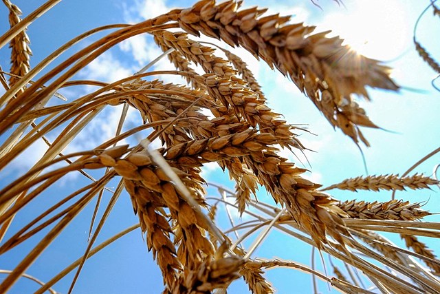 Tổng thống V. Zelensky: Ukraine không thể xuất khẩu hàng chục triệu tấn ngũ cốc - Ảnh 1.