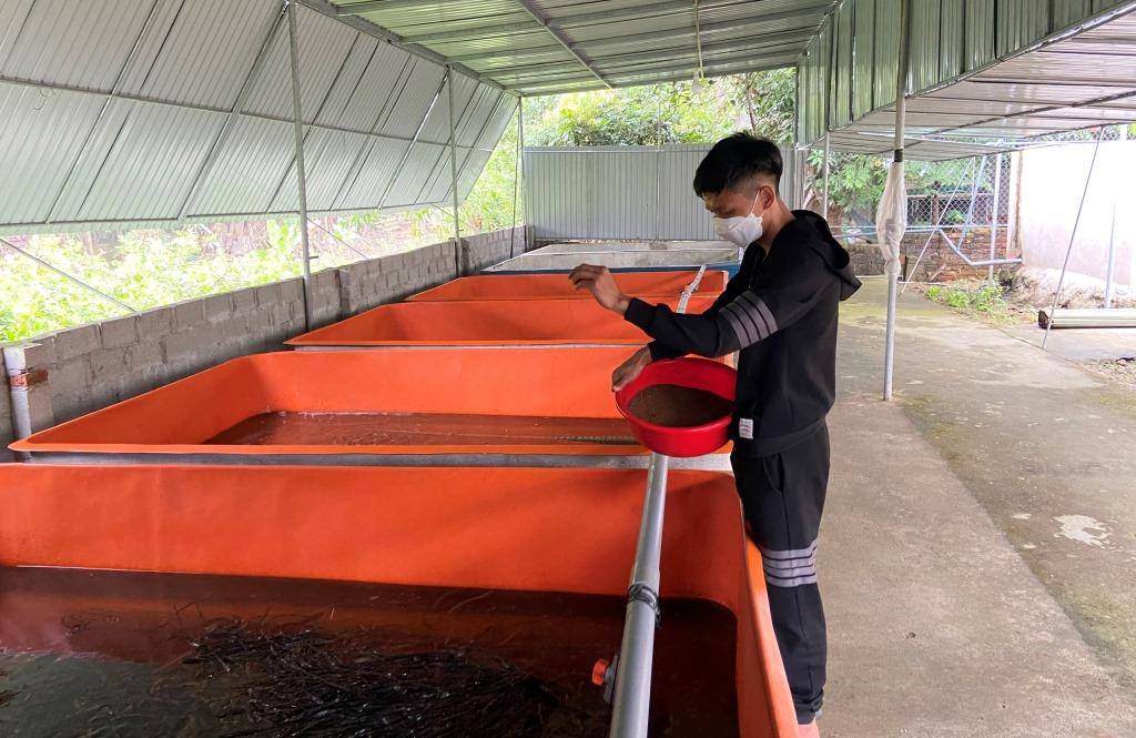 Phú Yên Kết quả mô hình nuôi lươn thương phẩm trong bể