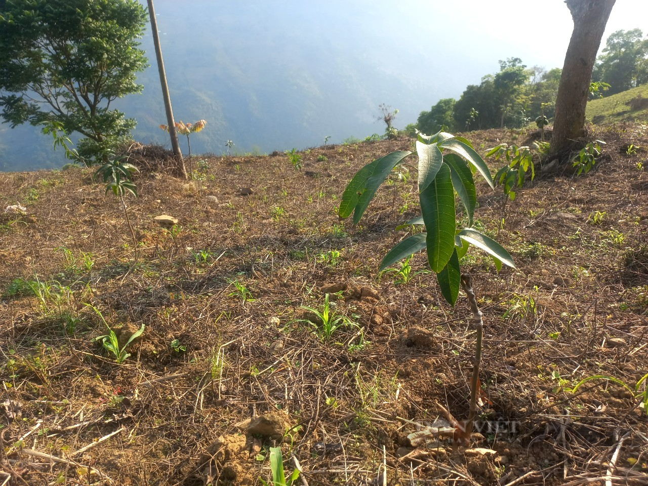 tang-cay-giong-o-ha-giang.jpg