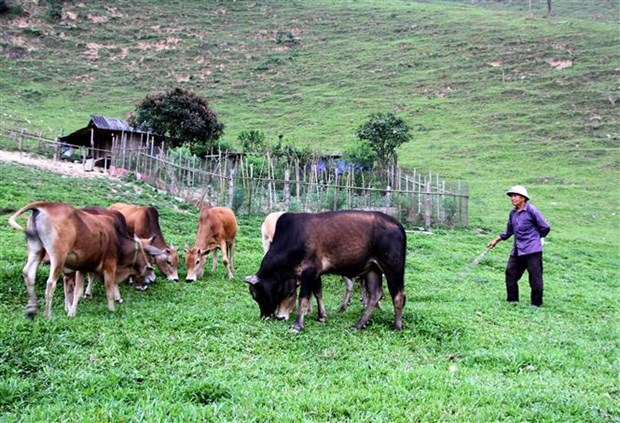 Một huyện của tỉnh Nghệ An có hơn 65.000 dân, nuôi đàn trâu, bò lên tới 50.000 con, nhà nào nuôi nhiều nhà đó giàu - Ảnh 3.