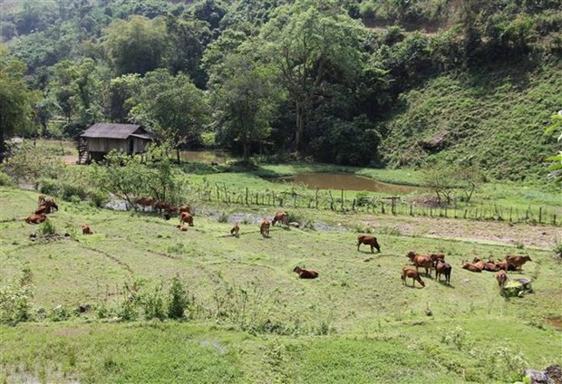 Một huyện của tỉnh Nghệ An có hơn 65.000 dân, nuôi đàn trâu, bò lên tới 50.000 con, nhà nào nuôi nhiều nhà đó giàu - Ảnh 1.