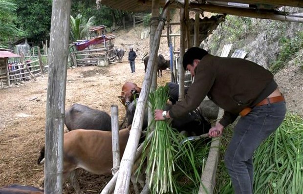 Một huyện của tỉnh Nghệ An có hơn 65.000 dân, nuôi đàn trâu, bò lên tới 50.000 con, nhà nào nuôi nhiều nhà đó giàu - Ảnh 5.