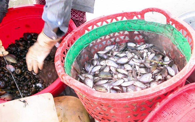 Cứ thấy máy trục ngoài đồng là dân Hậu Giang mang thứ gì ra đặt, lúc "nhặt" lên bắt được vô số cá đồng? 