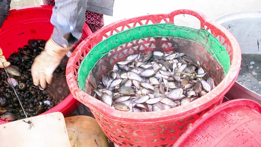 Cứ thấy máy trục ngoài đồng là dân Hậu Giang mang thứ gì ra đặt, lúc &quot;nhặt&quot; lên bắt được vô số cá đồng?  - Ảnh 6.