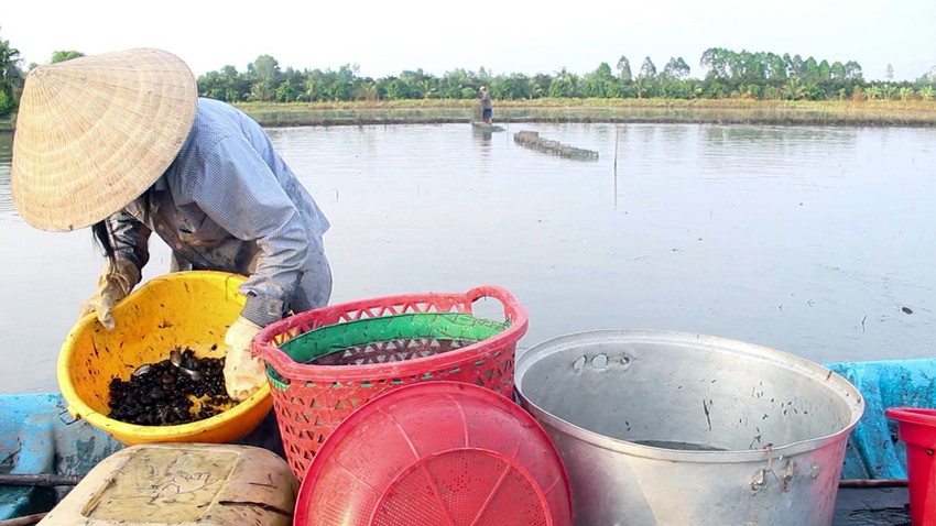 Cứ thấy máy trục ngoài đồng là dân Hậu Giang mang thứ gì ra đặt, lúc &quot;nhặt&quot; lên bắt được vô số cá đồng?  - Ảnh 7.