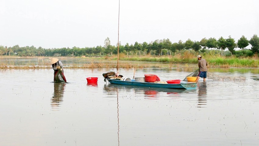 Cứ thấy máy trục ngoài đồng là dân Hậu Giang mang thứ gì ra đặt, lúc &quot;nhặt&quot; lên bắt được vô số cá đồng?  - Ảnh 4.