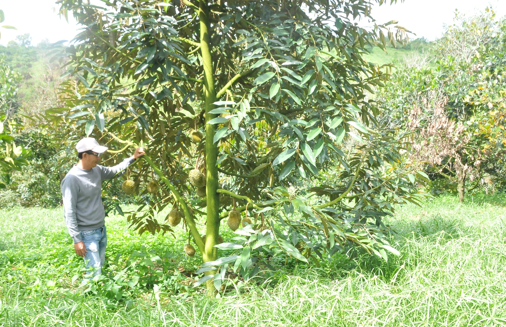 Bí quyết để mỗi cây sầu riêng thu về 20 triệu đồng của thanh niên Đắk Nông - Ảnh 3.