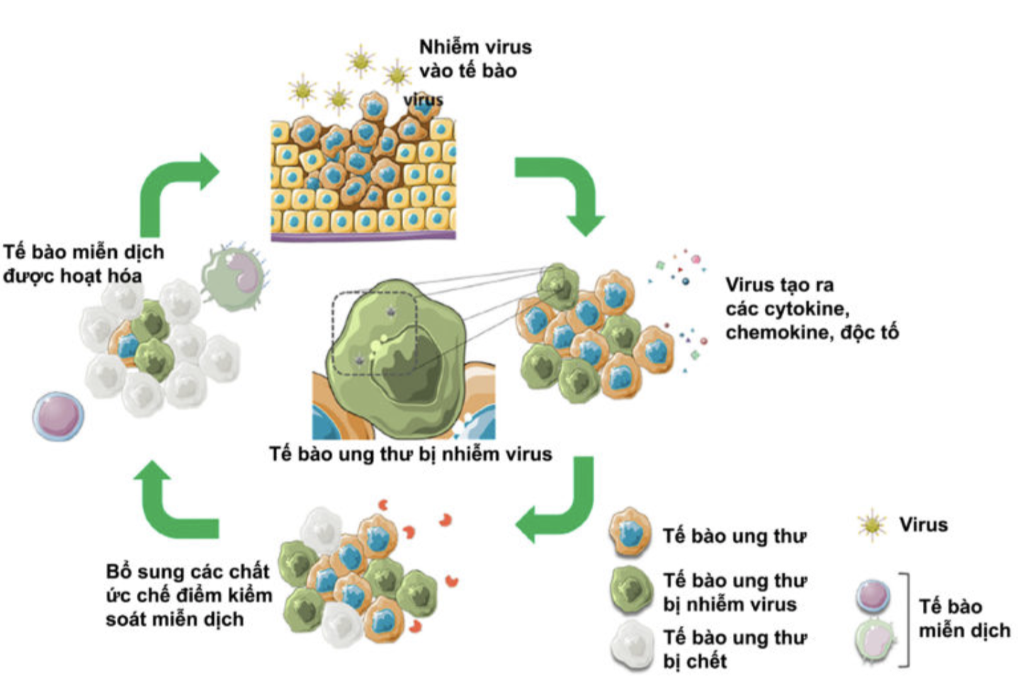 Bắt đầu tiêm virus diệt ung thư trên người: Hy vọng mới hay &quot;hão huyền&quot;? - Ảnh 1.