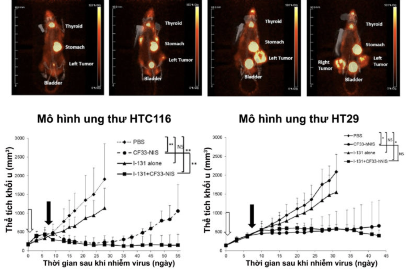 Bắt đầu tiêm virus diệt ung thư trên người: Hy vọng mới hay &quot;hão huyền&quot;? - Ảnh 2.