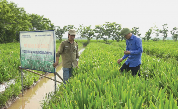 Trồng 5 loại cây dược liệu ở 8ha đất ruộng, một nông dân Thái Bình thành tỷ phú giàu nhất làng - Ảnh 1.