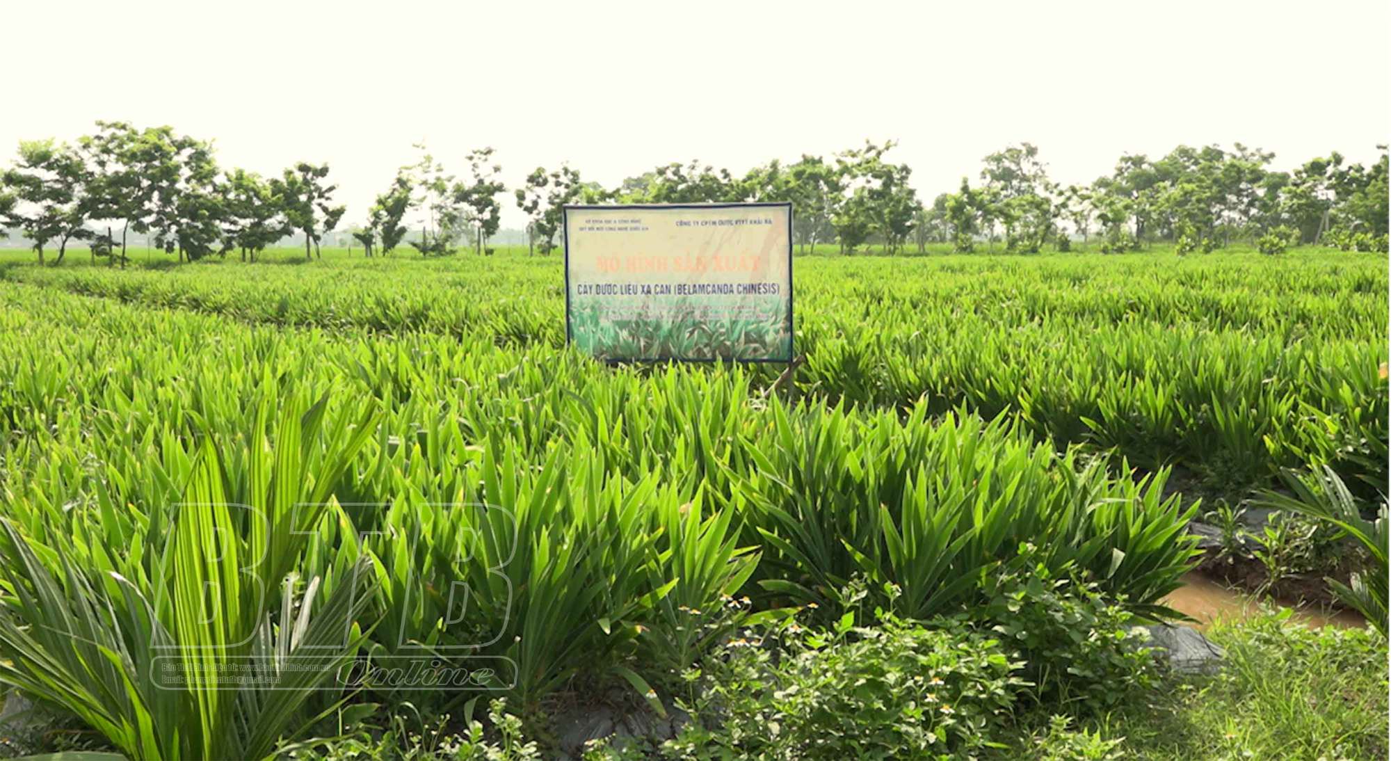 Trồng 5 loại cây dược liệu ở 8ha đất ruộng, một nông dân Thái Bình thành tỷ phú giàu nhất làng - Ảnh 3.