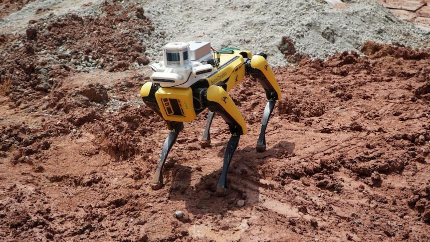 A robotic dog named Spot surveys the ground at a construction site in Singapore.  Photo: @Reuters/Travis Teo.