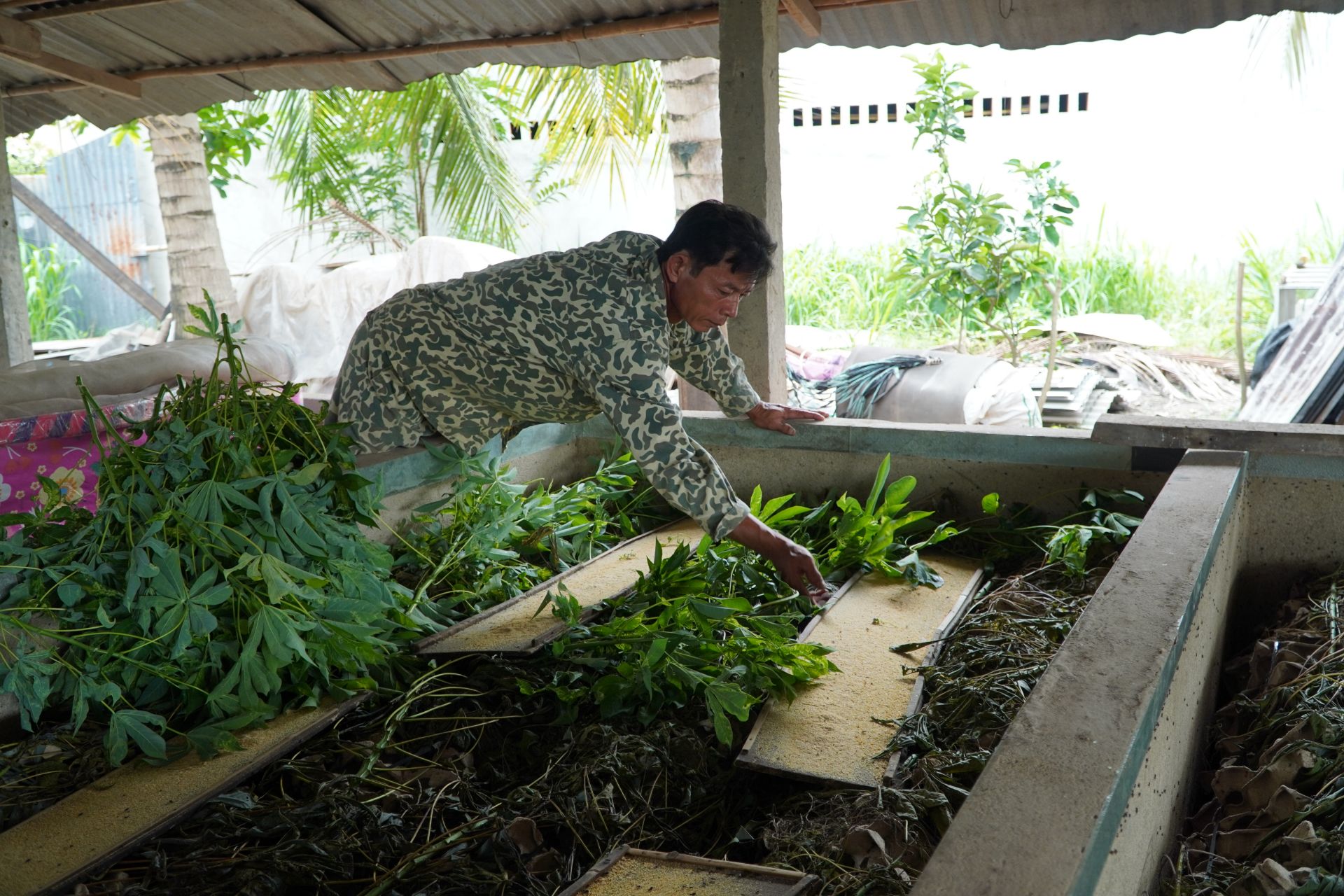 Tây Ninh: Nuôi loài côn trùng "đoản thọ", gặm lá sắn, bèo lục bình như ranh, nông dân nơi này kiếm bộn tiền - Ảnh 1.