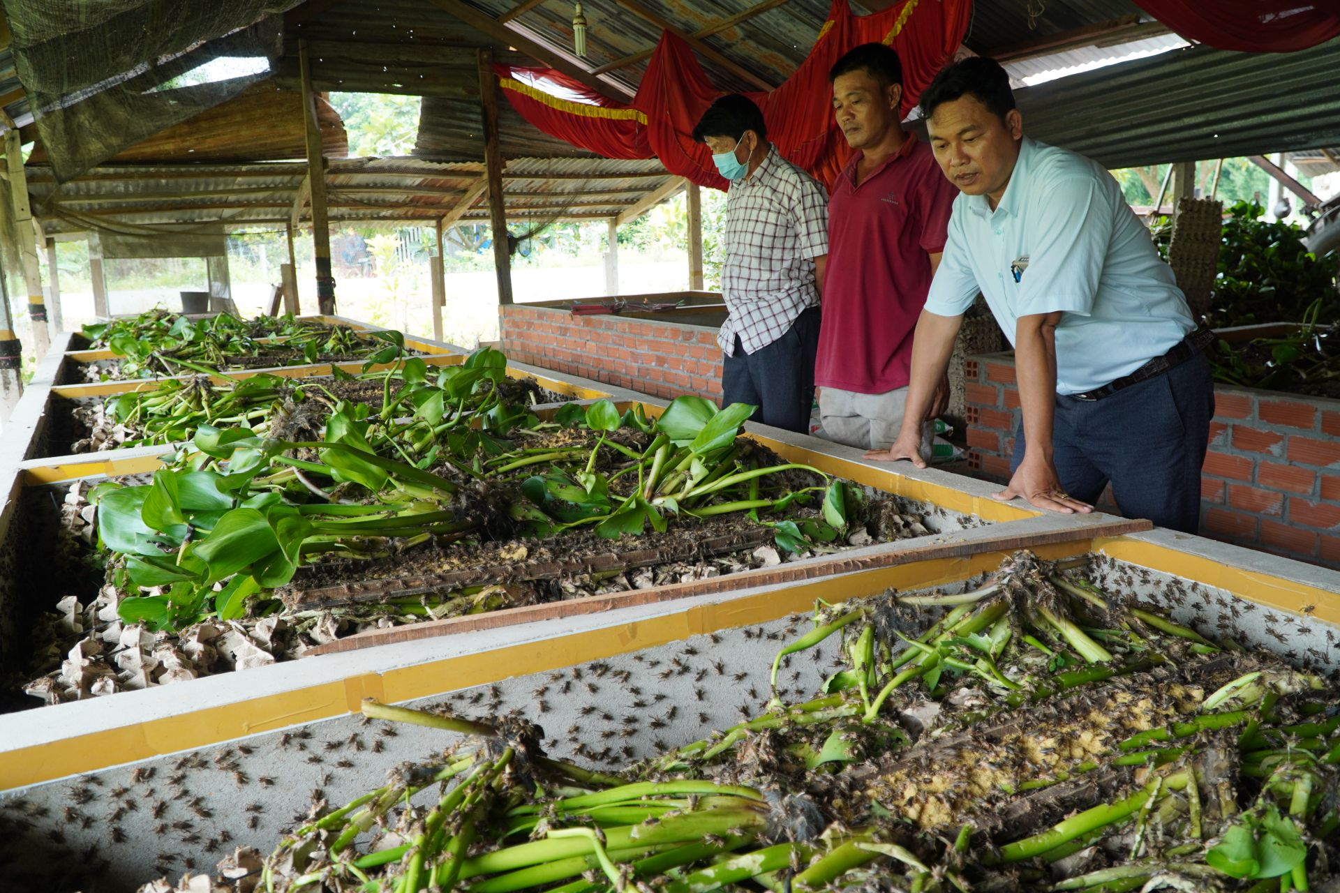 Tây Ninh: Nuôi loài côn trùng "đoản thọ", gặm lá sắn, bèo lục bình như ranh, nông dân nơi này kiếm bộn tiền - Ảnh 3.