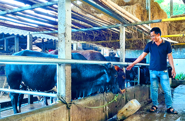 Gác bằng đại học xây dựng, trai Bình Định về quê nuôi bò 3B &quot;đen chuồng&quot; cứ bán 1 con lãi 17 triệu - Ảnh 1.