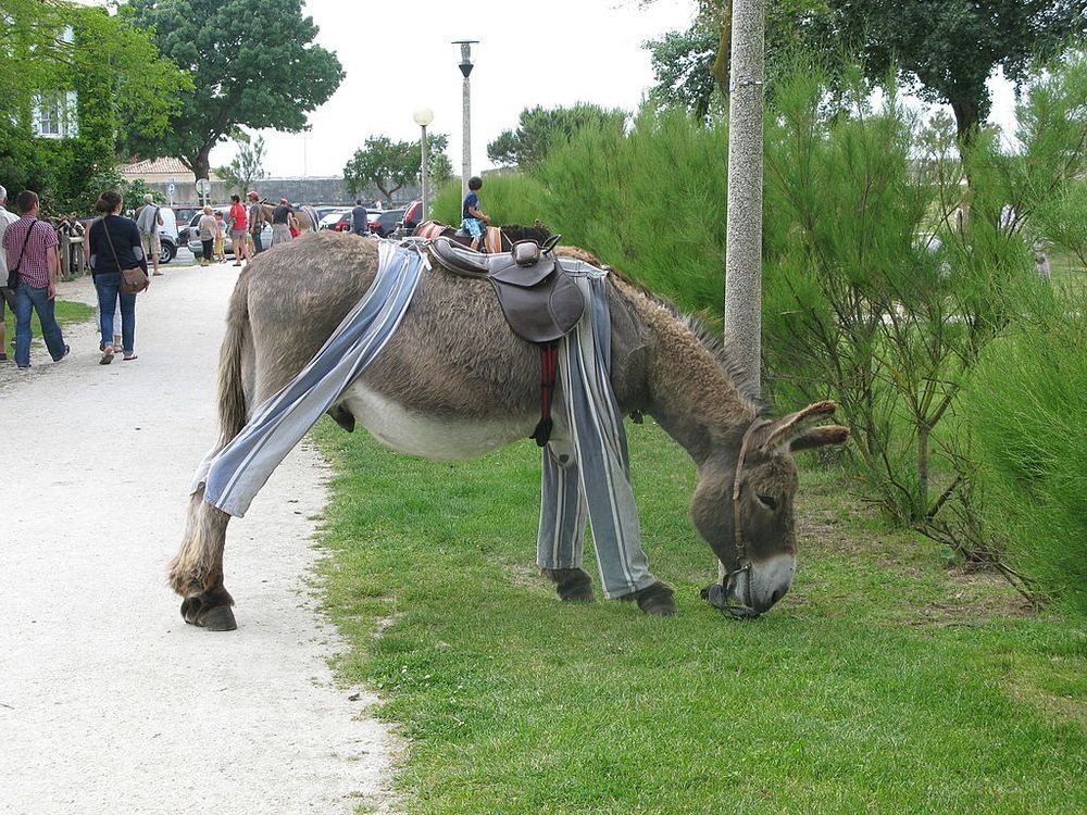 Donkeys wearing pajamas attract tourists - Photo 4.