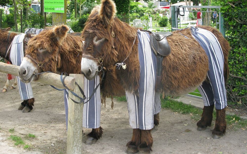 Donkeys wearing pajamas attract tourists
