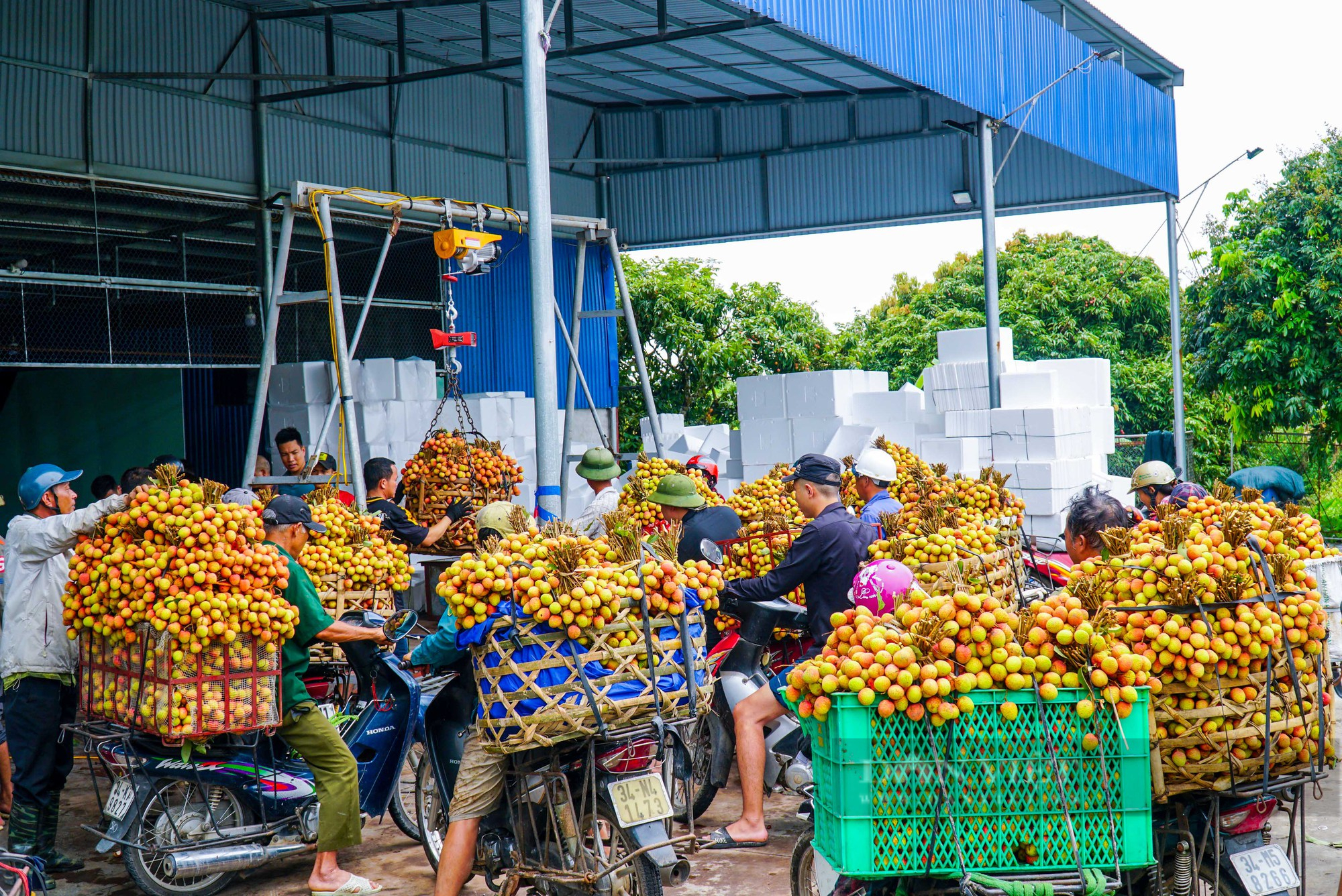 Nông dân thủ phủ vải Thanh Hà phấn khởi vì vải được mùa, bán giá cao - Ảnh 6.