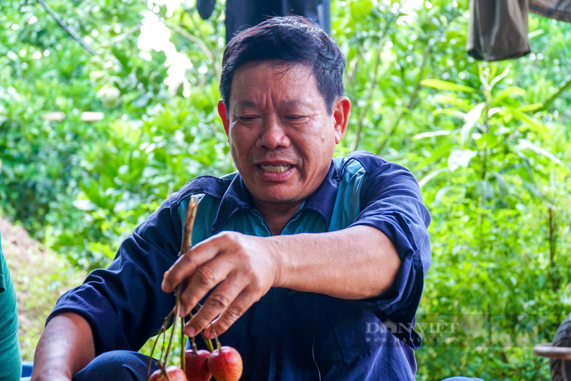 Nông dân thủ phủ vải Thanh Hà phấn khởi vì vải được mùa, bán giá cao - Ảnh 10.