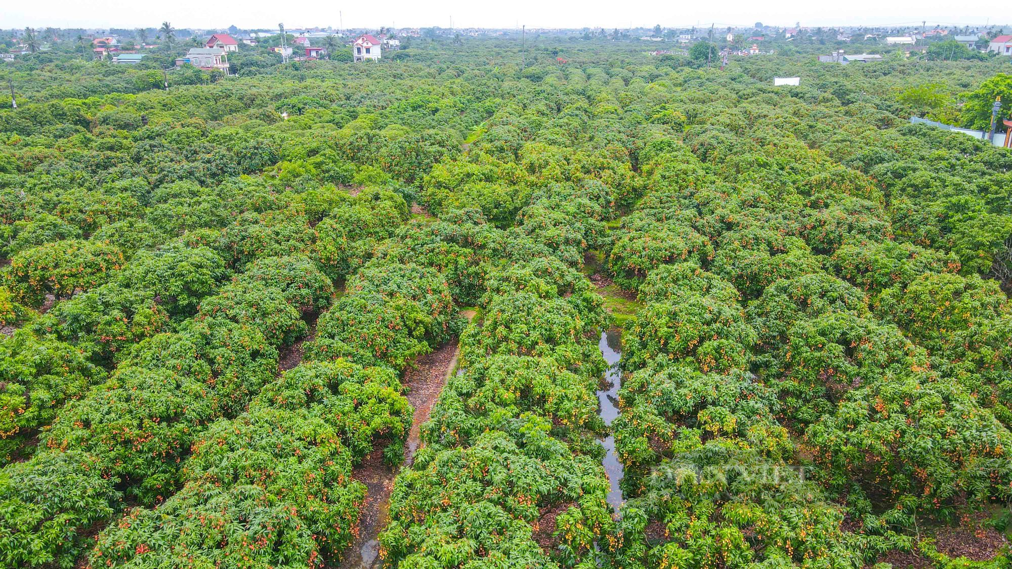 Nông dân thủ phủ vải Thanh Hà phấn khởi vì vải được mùa, bán giá cao - Ảnh 2.