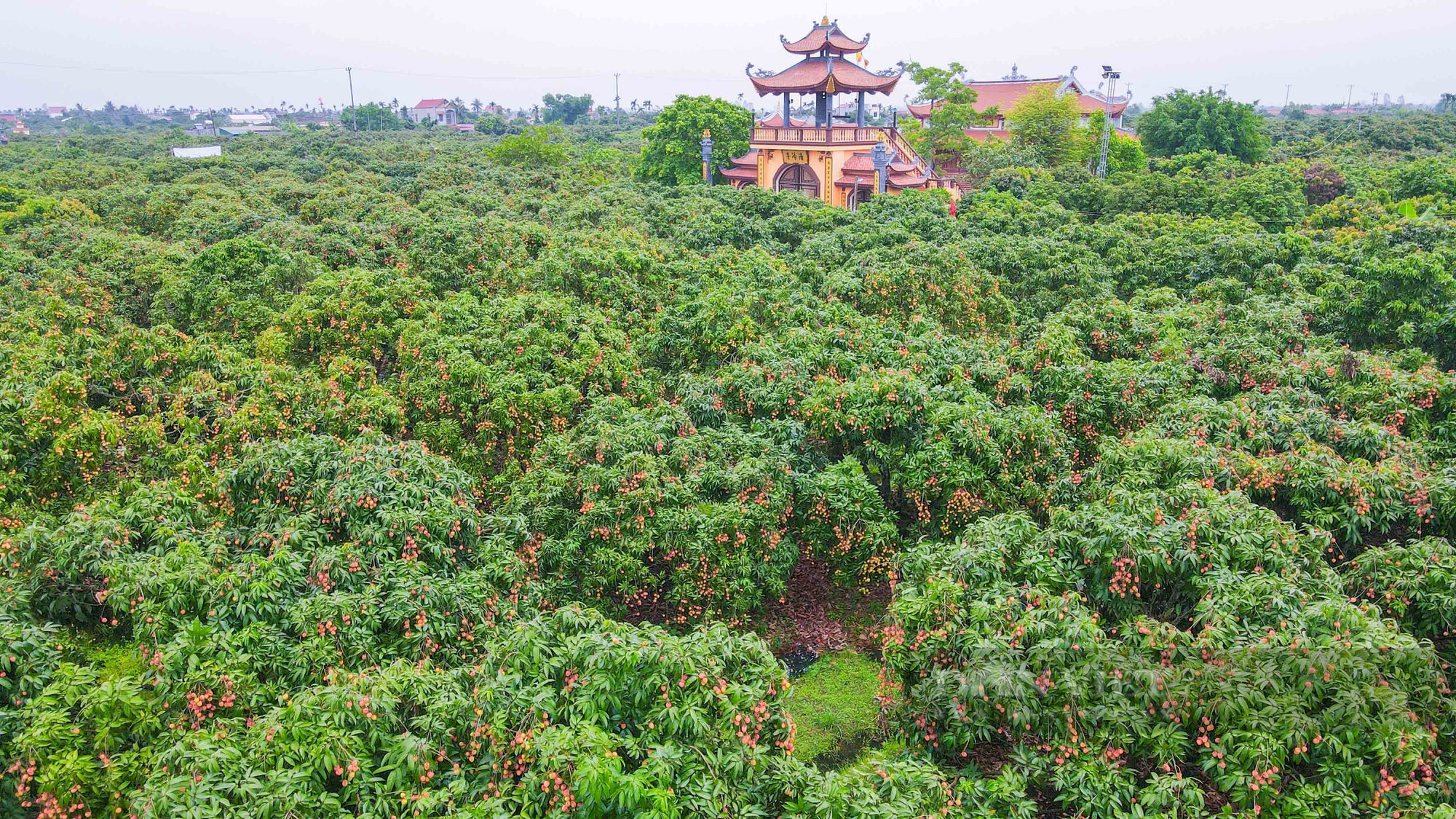 Nông dân thủ phủ vải Thanh Hà phấn khởi vì vải được mùa, bán giá cao - Ảnh 3.