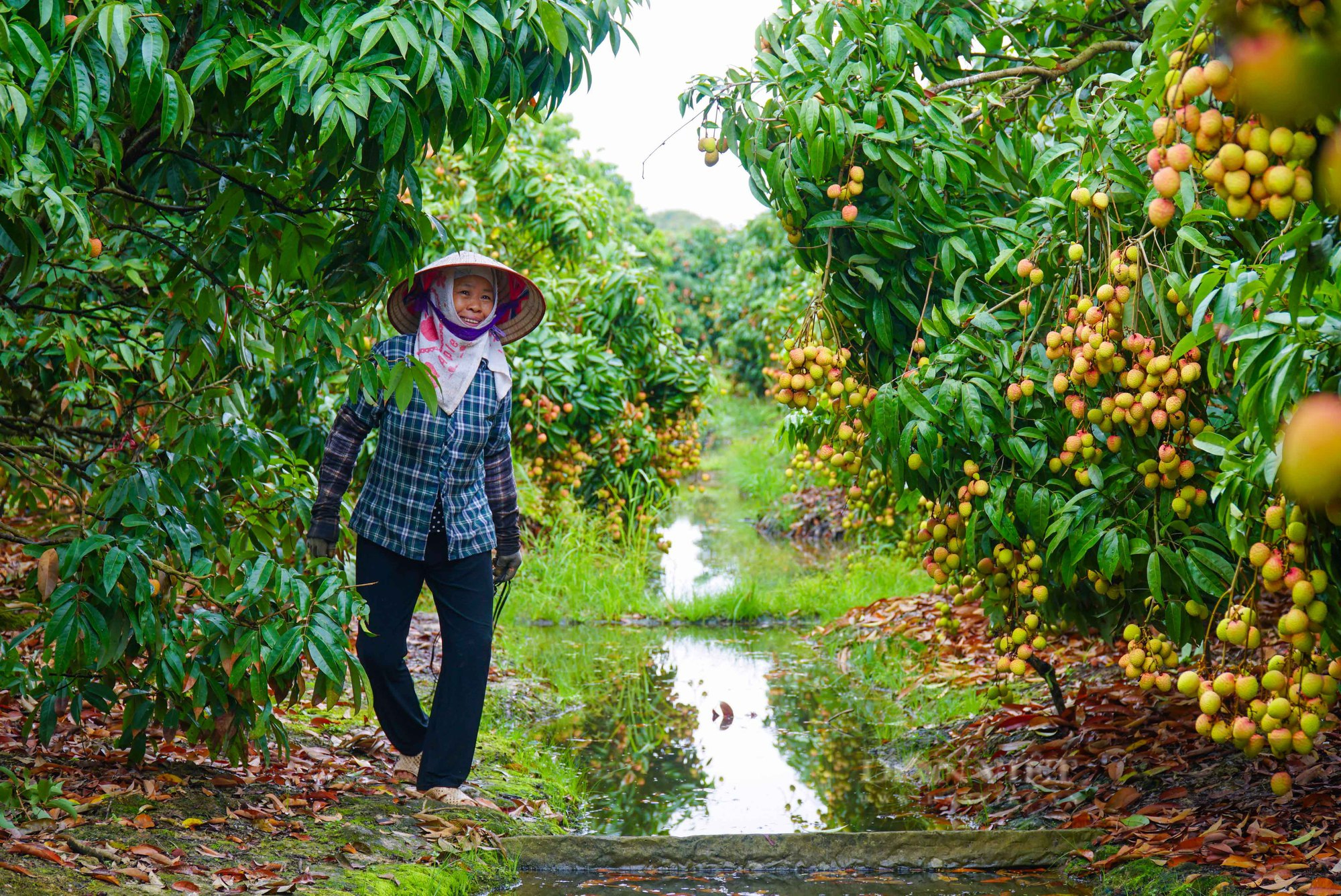 Nông dân thủ phủ vải Thanh Hà phấn khởi vì vải được mùa, bán giá cao - Ảnh 4.