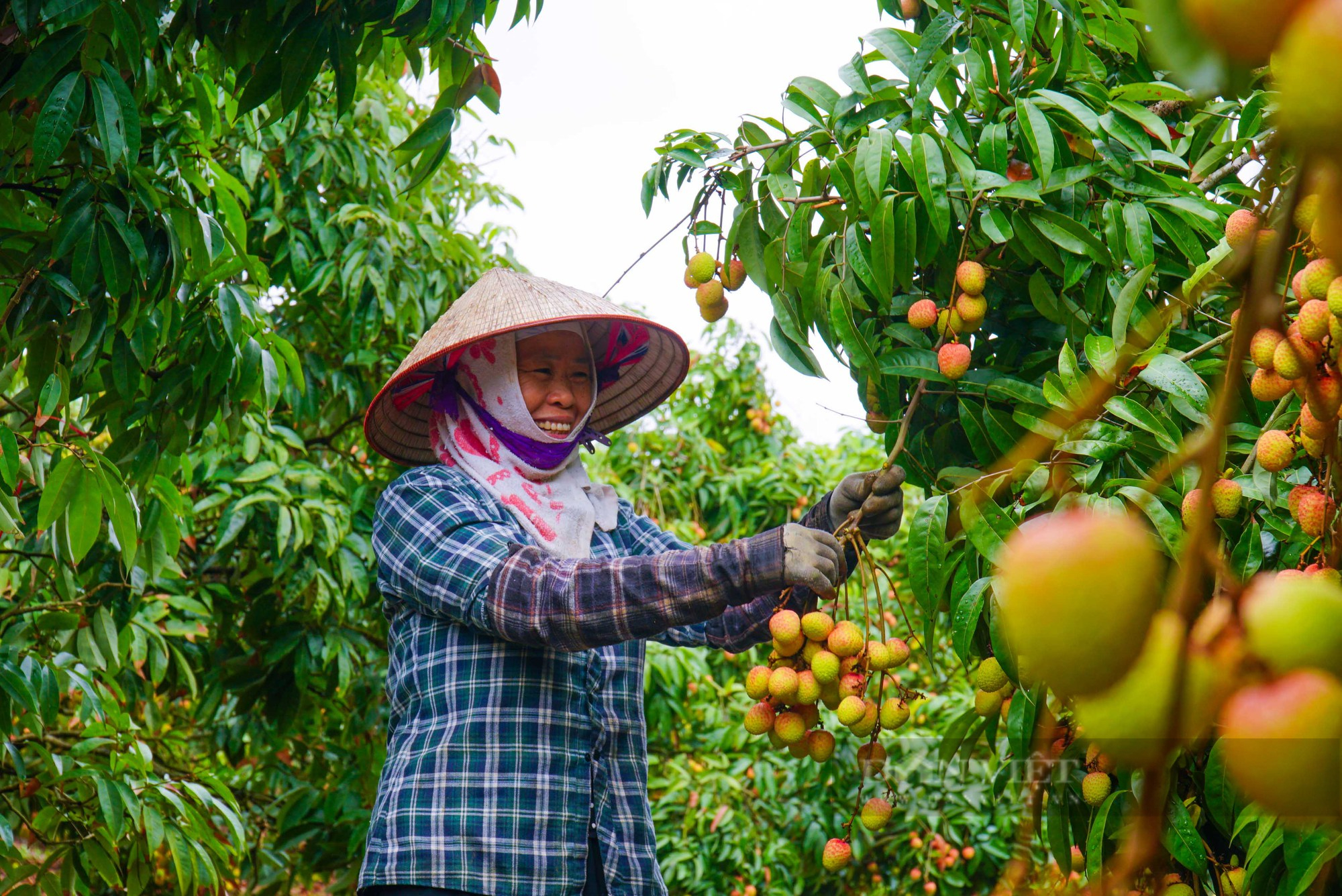 Nông dân thủ phủ vải Thanh Hà phấn khởi vì vải được mùa, bán giá cao - Ảnh 5.