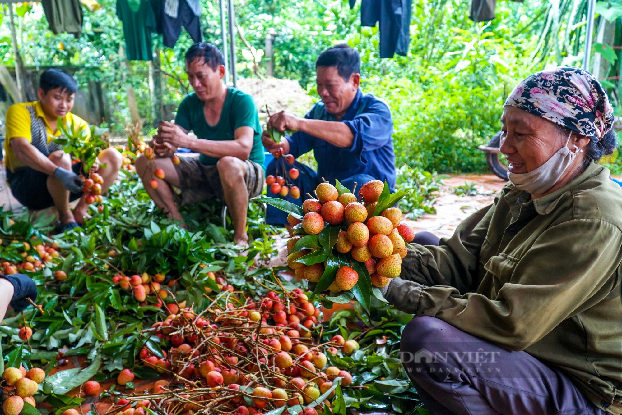 Nông dân thủ phủ vải Thanh Hà phấn khởi vì vải được mùa, bán giá cao - Ảnh 9.