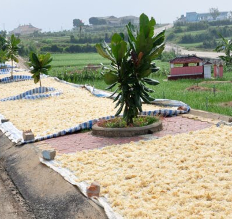 Loại rau dại mọc đầy ven biển Phú Quốc, xưa cho chẳng ai lấy nay thành hàng xa xỉ được lòng giới nhà giàu - Ảnh 10.