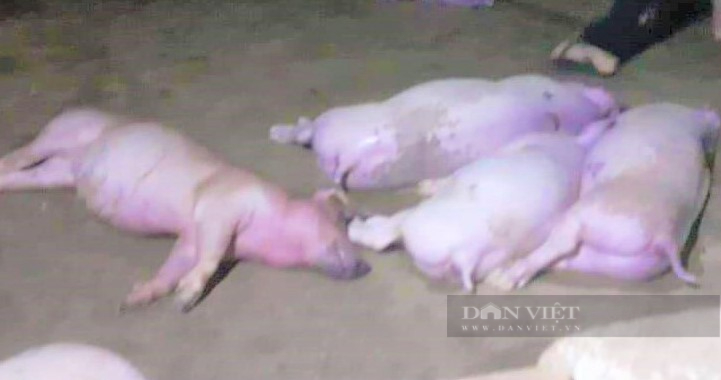 Sét đánh chết cả đàn lợn 12 con ở Hà Tĩnh - Ảnh 2.