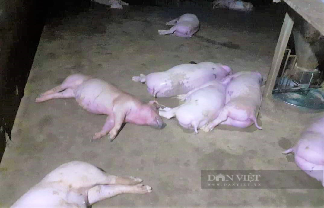 Sét đánh chết cả đàn lợn 12 con ở Hà Tĩnh - Ảnh 1.