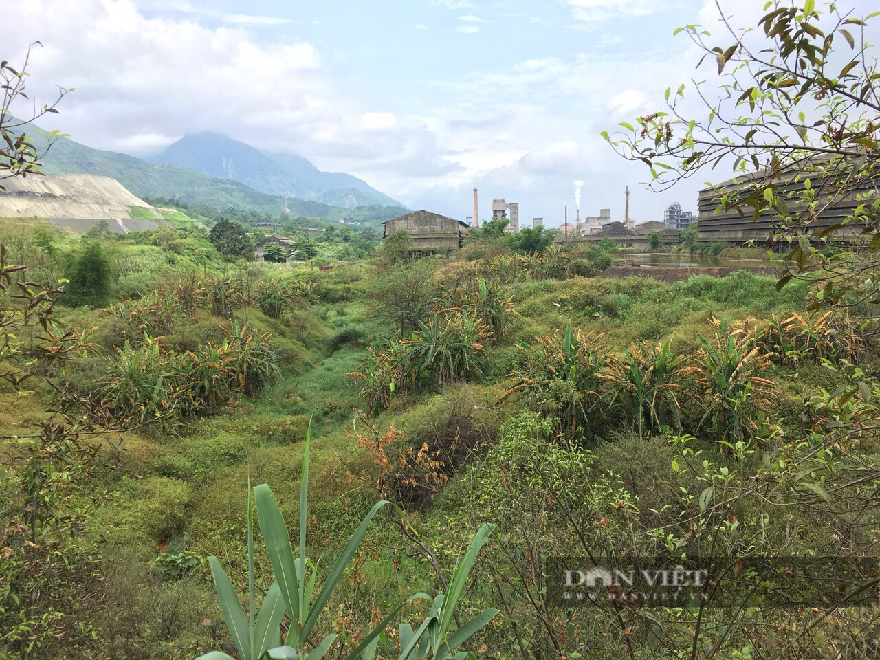 Lào Cai: Khoảng hơn 200 ha các loại cây trồng bị chết héo vẫn chưa tìm được nguyên nhân - Ảnh 4.