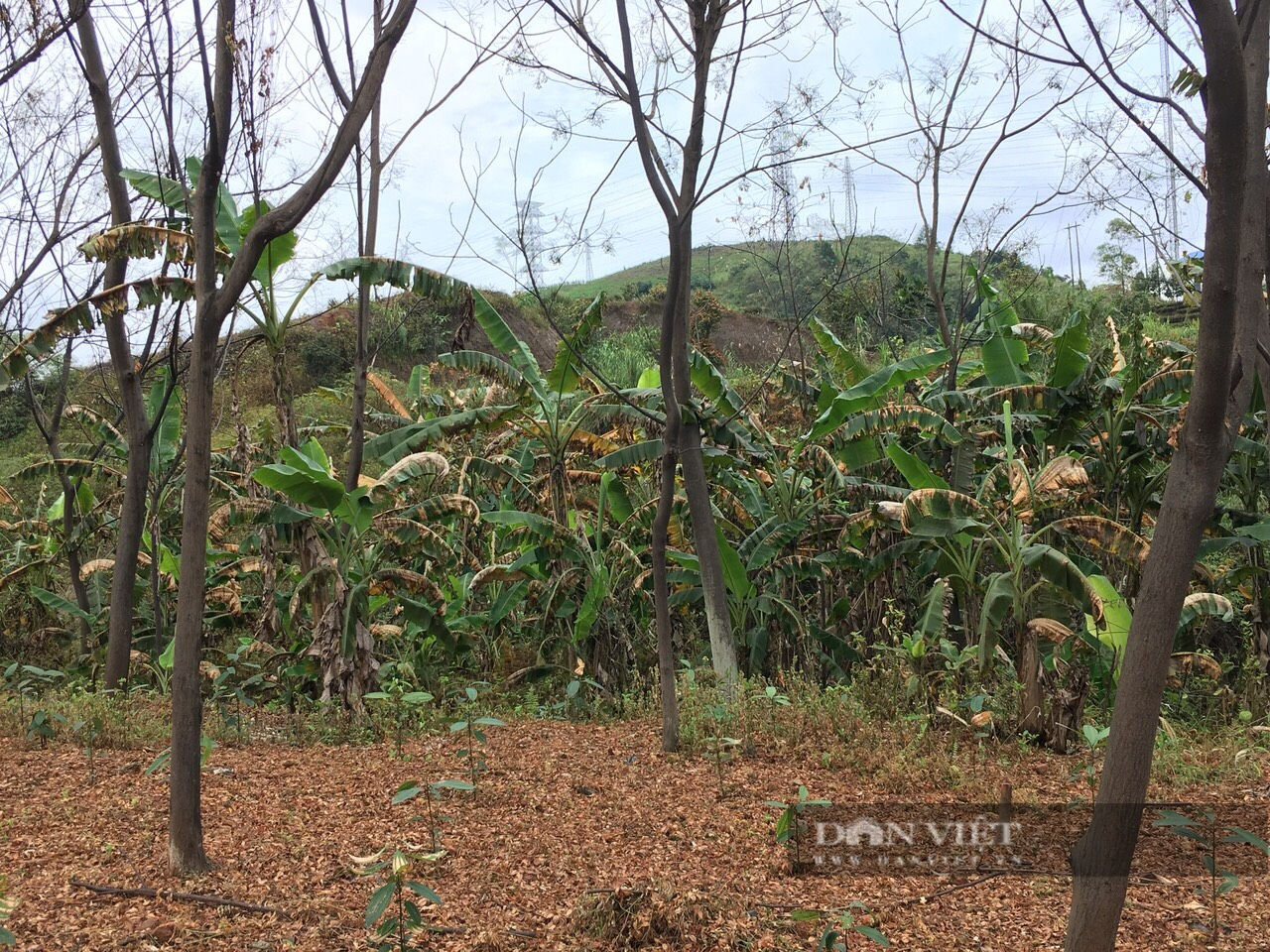 Lào Cai: Khoảng hơn 200 ha các loại cây trồng bị chết héo vẫn chưa tìm được nguyên nhân - Ảnh 3.