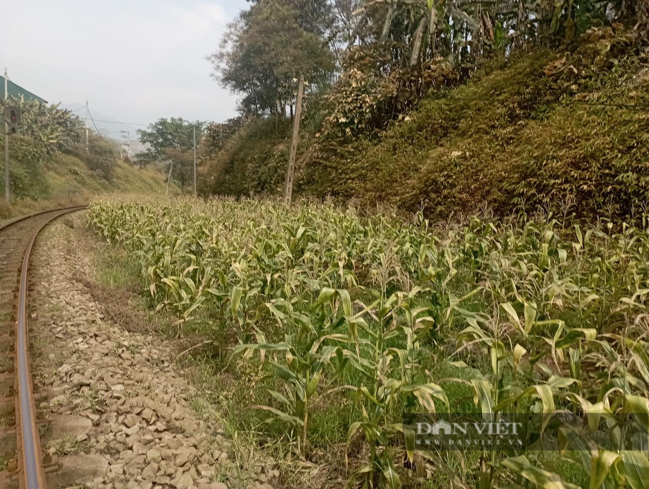 Lào Cai: Khoảng hơn 200 ha các loại cây trồng bị chết héo vẫn chưa tìm được nguyên nhân - Ảnh 1.