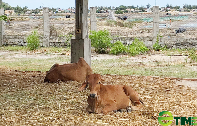 Quảng Ngãi: Xoá sổ nhà máy muối Sa Huỳnh, thu hồi đất đưa vào đấu giá  - Ảnh 3.