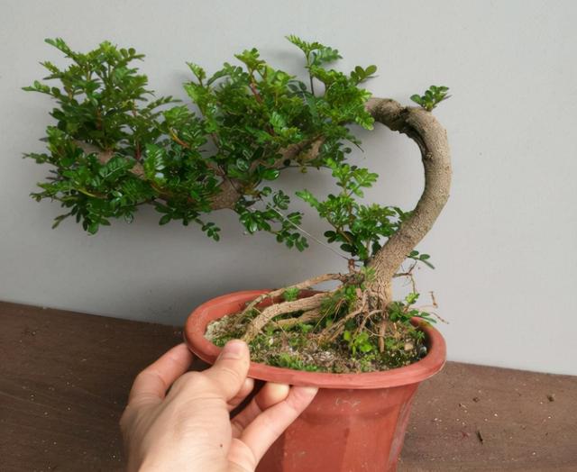 3 loại cây cảnh bonsai &quot;quyến rũ&quot; chẳng những gợi hình lại gợi cả hương khiến ai trồng cũng mê mệt - Ảnh 1.