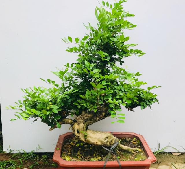 3 loại cây cảnh bonsai &quot;quyến rũ&quot; chẳng những gợi hình lại gợi cả hương khiến ai trồng cũng mê mệt - Ảnh 7.