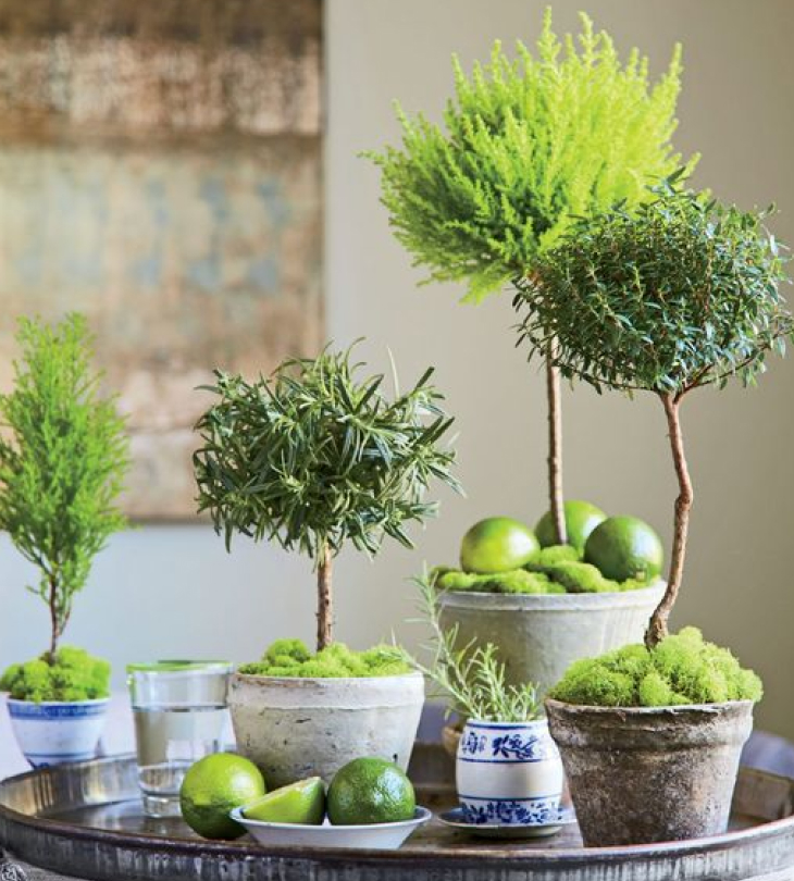 3 loại cây cảnh bonsai &quot;quyến rũ&quot; chẳng những gợi hình lại gợi cả hương khiến ai trồng cũng mê mệt - Ảnh 5.
