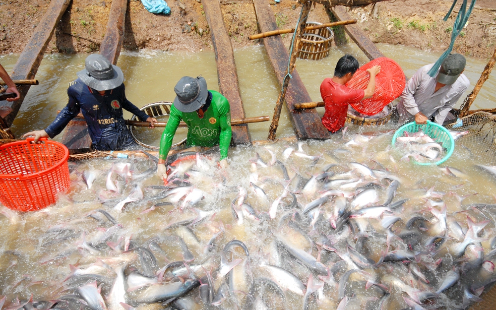 Mỹ, Trung Quốc thu mua ồ ạt 1 loài cá, bong bóng bao tử cũng mua hết, nông dân miền Tây lãi đậm