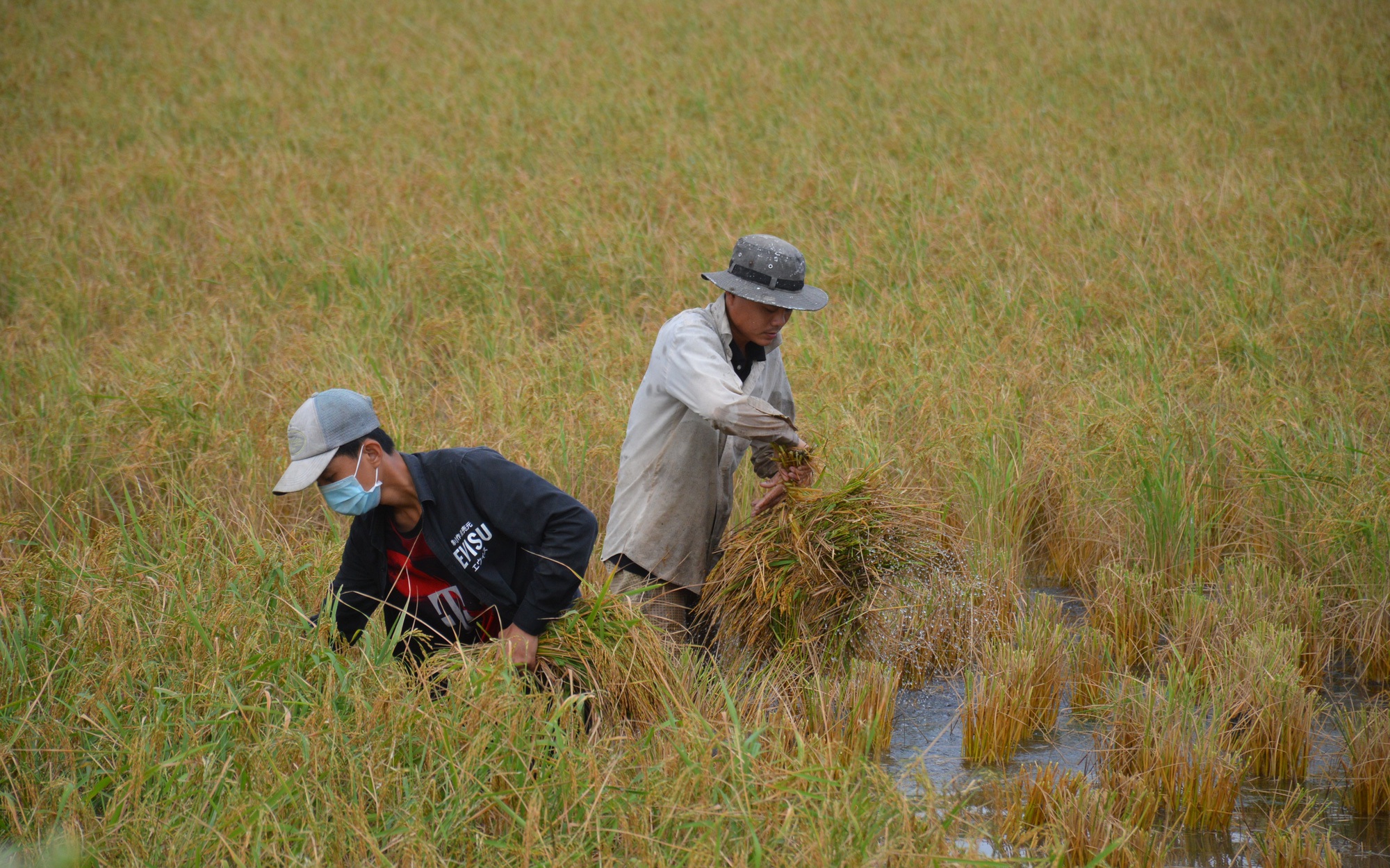 Trồng lúa trên đất nuôi tôm, nhẹ chi phí, làm ra hạt gạo ngon, con tôm sạch, nông dân Cà Mau đua nhau làm