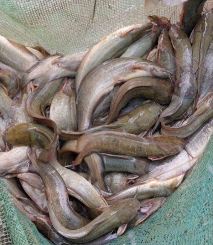 Nuôi cá trê vàng trong ruộng lúa, con nào cũng nhanh lớn, nông dân Kiên Giang bắt lên bán 75.000 đồng/kg - Ảnh 2.