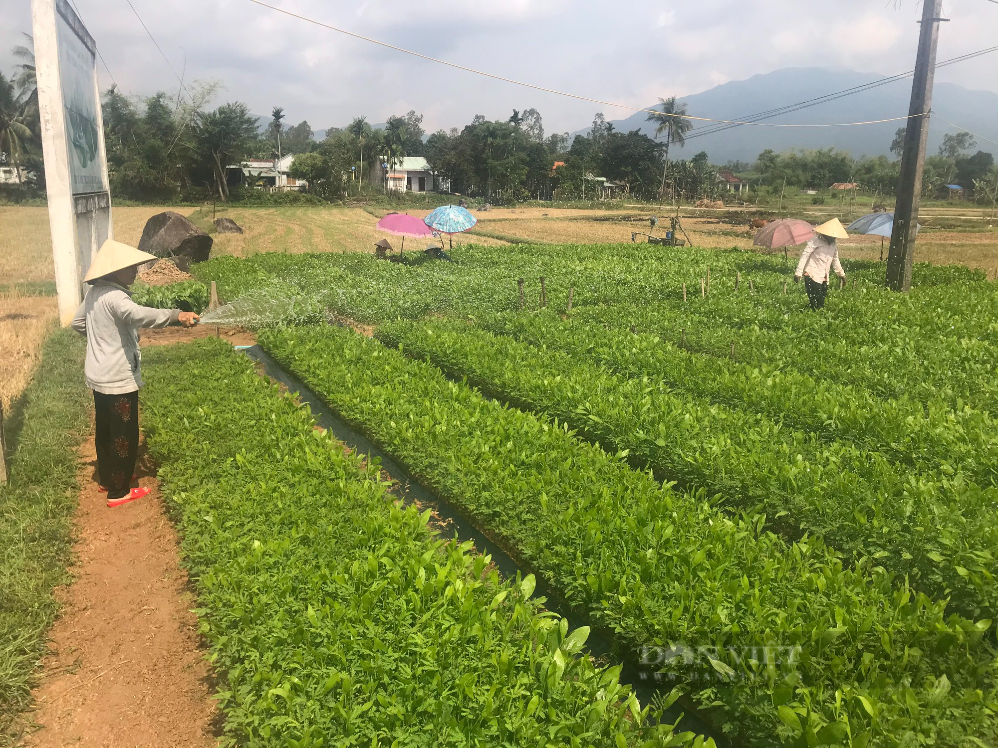 Phát huy lợi thế kinh tế vườn - rừng, Quế Sơn hướng đến huyện nông thôn mới - Ảnh 7.