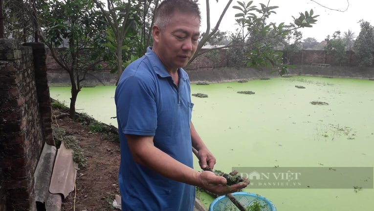 Thái Nguyên: Tận dụng lợi thế để chăn nuôi thuỷ sản nhiều hộ dân có thu nhập kinh tế cao  - Ảnh 3.