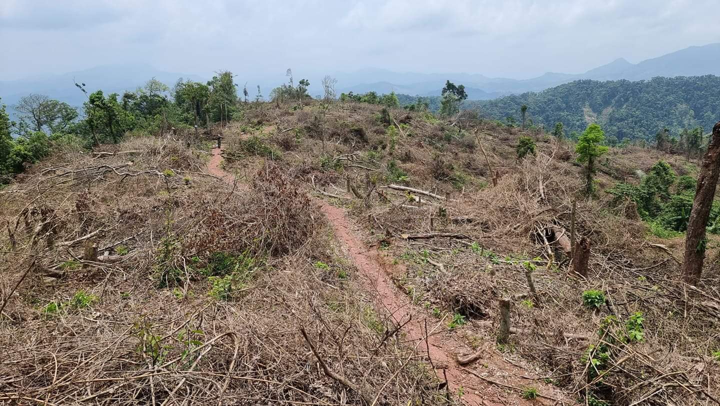 Bộ NNPTNT yêu cầu xử lý tình trạng phá rừng ở Quảng Trị - Ảnh 2.