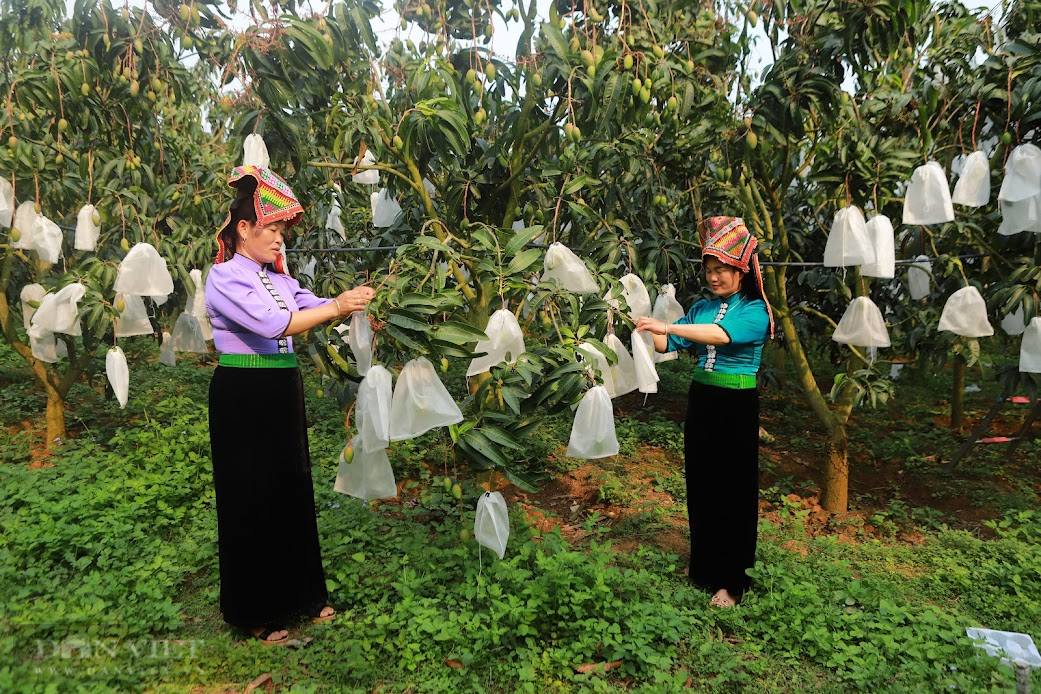 Tâm tư, kiến nghị gửi Thủ tướng: Mất trắng vì thiên tai, nông dân mong muốn gì? - Ảnh 1.