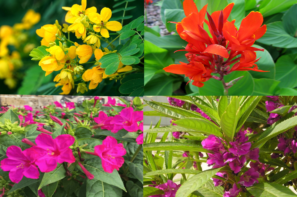 4 loại hoa hoang dại từng phổ biến ở nông thôn, giờ thành cây cảnh đẹp lộng lẫy  - Ảnh 1.