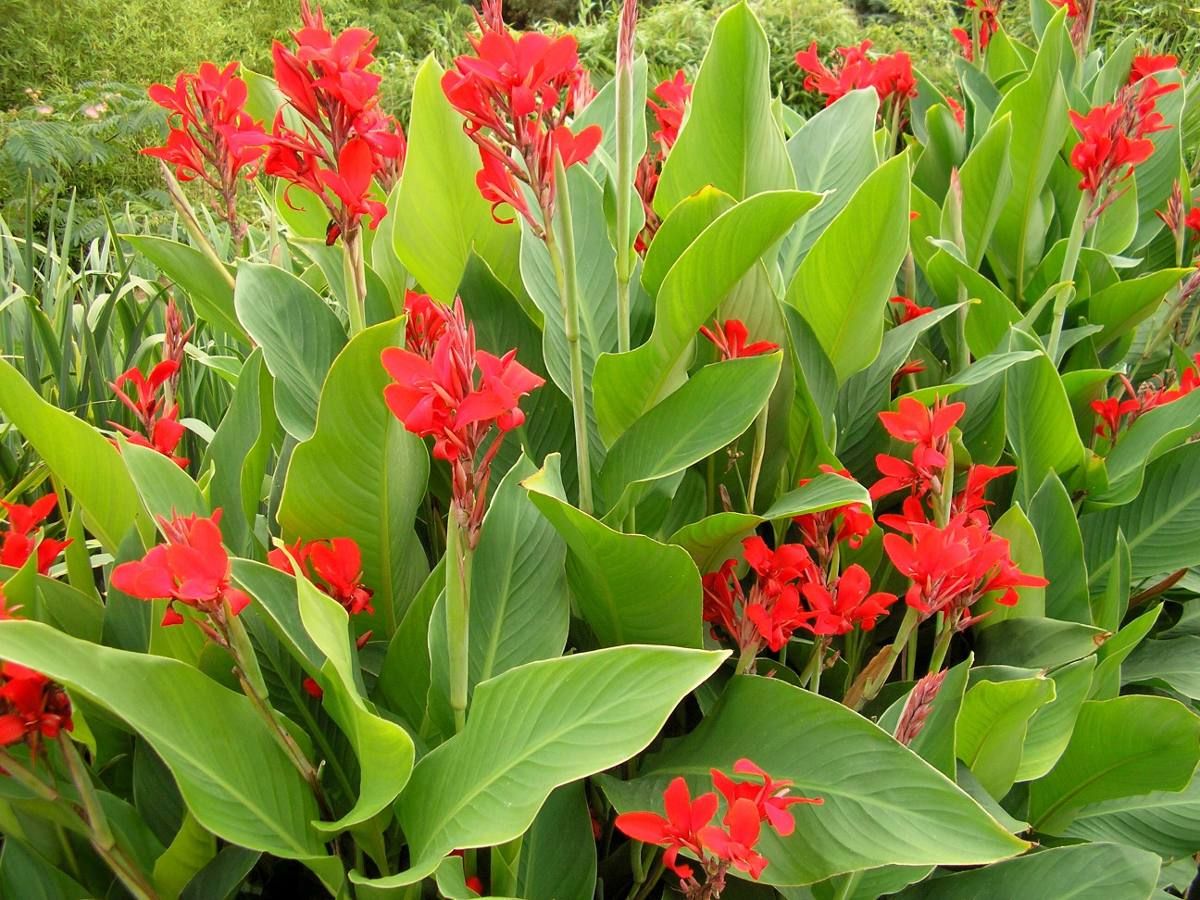 4 loại hoa hoang dại từng phổ biến ở nông thôn, giờ thành cây cảnh đẹp lộng lẫy  - Ảnh 9.