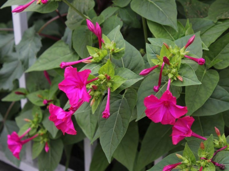 4 types of wild flowers, once popular in the countryside, are now beautiful ornamental plants - Photo 3. 4 types of wild flowers, once popular in the countryside, are now beautiful ornamental plants - Photo 3.